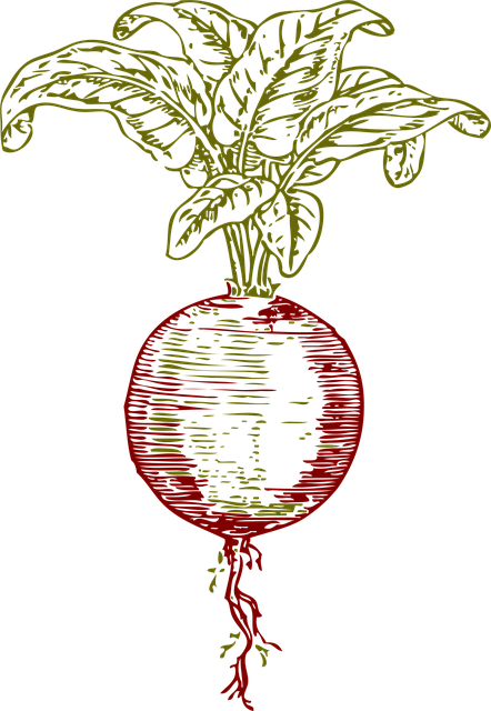 비트 효능과 부작용 총정리