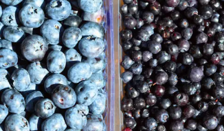 비타민 C와 E의 효과