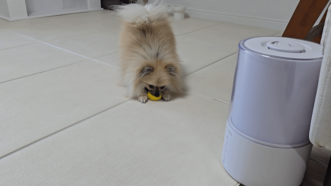 삑삑이 공을 물면서 노는 강아지