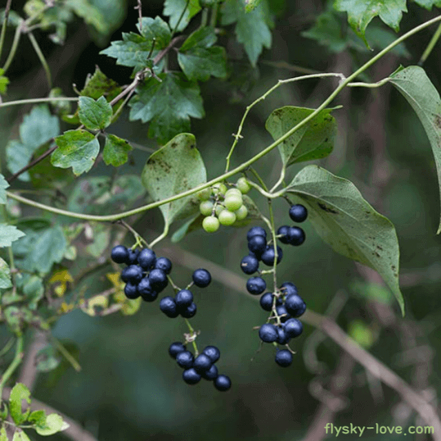약용식물 댕댕이덩굴