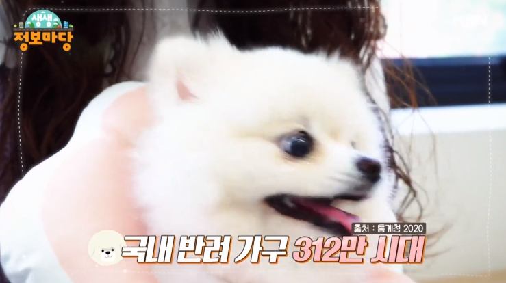 코 털 눈으로 알아보는 애완견 반려견 건강 이상 신호 검사 동물 병원 추천