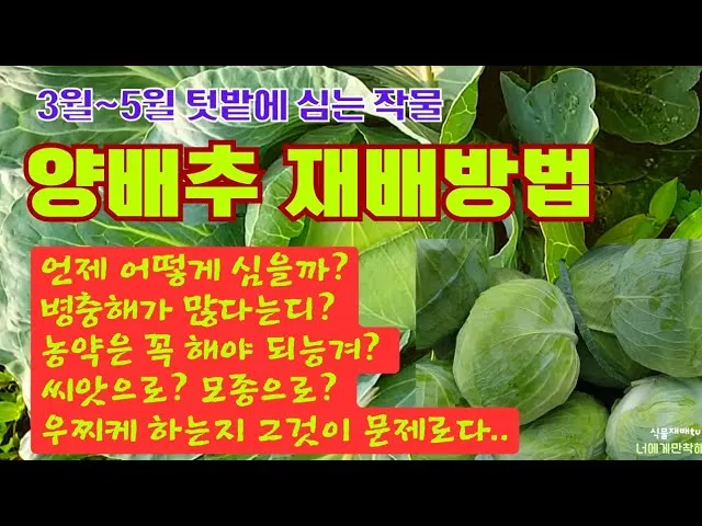 양배추 재배 배추흰나비 방제 칼슘 결핍 예방_4