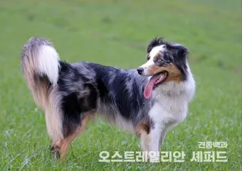 피레니언 셰퍼드 분양가 성격 특징 장단점 사료추천 가격_20