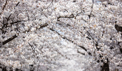 벚꽃 개화시기 2025