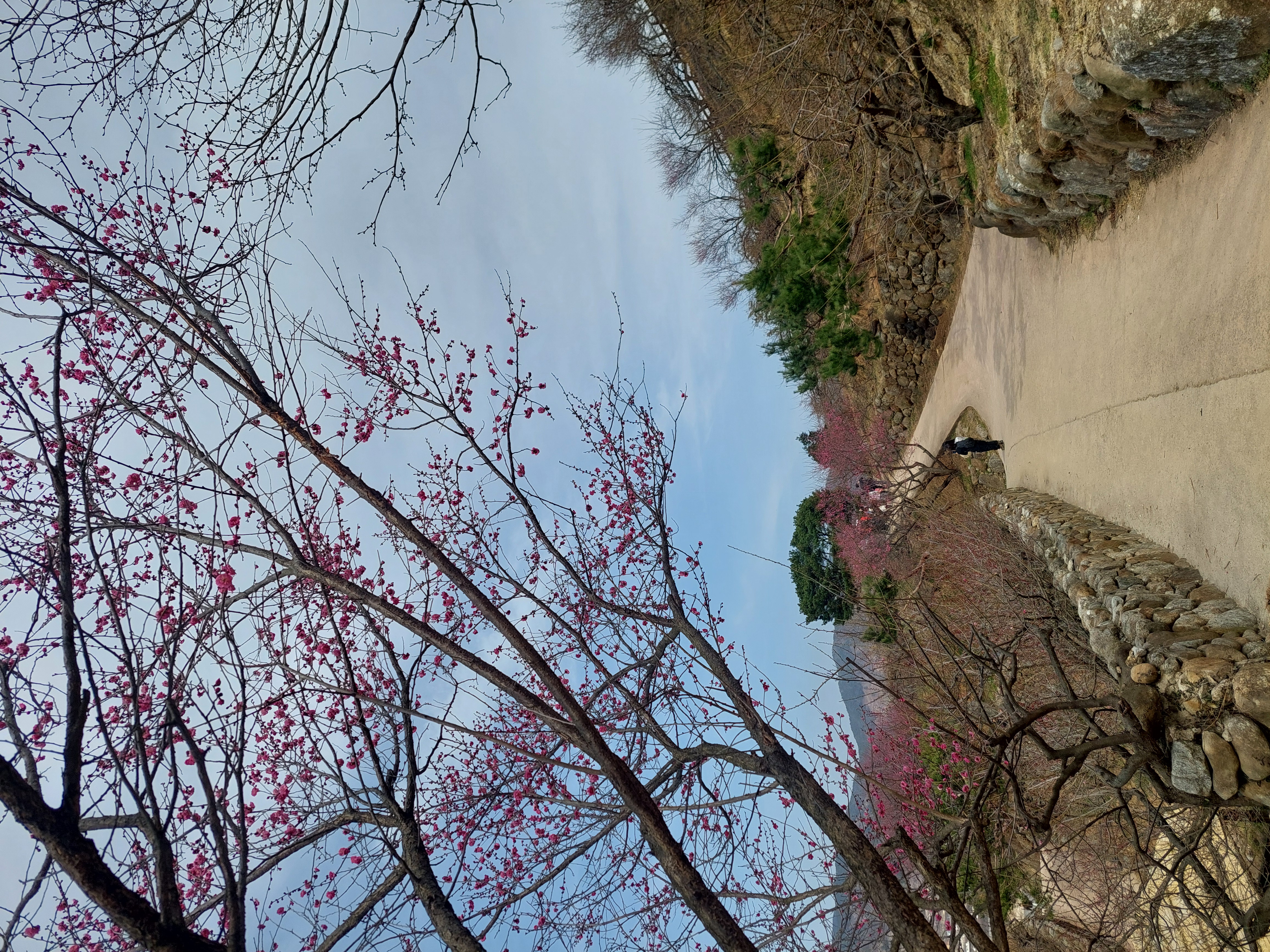 쫓비산