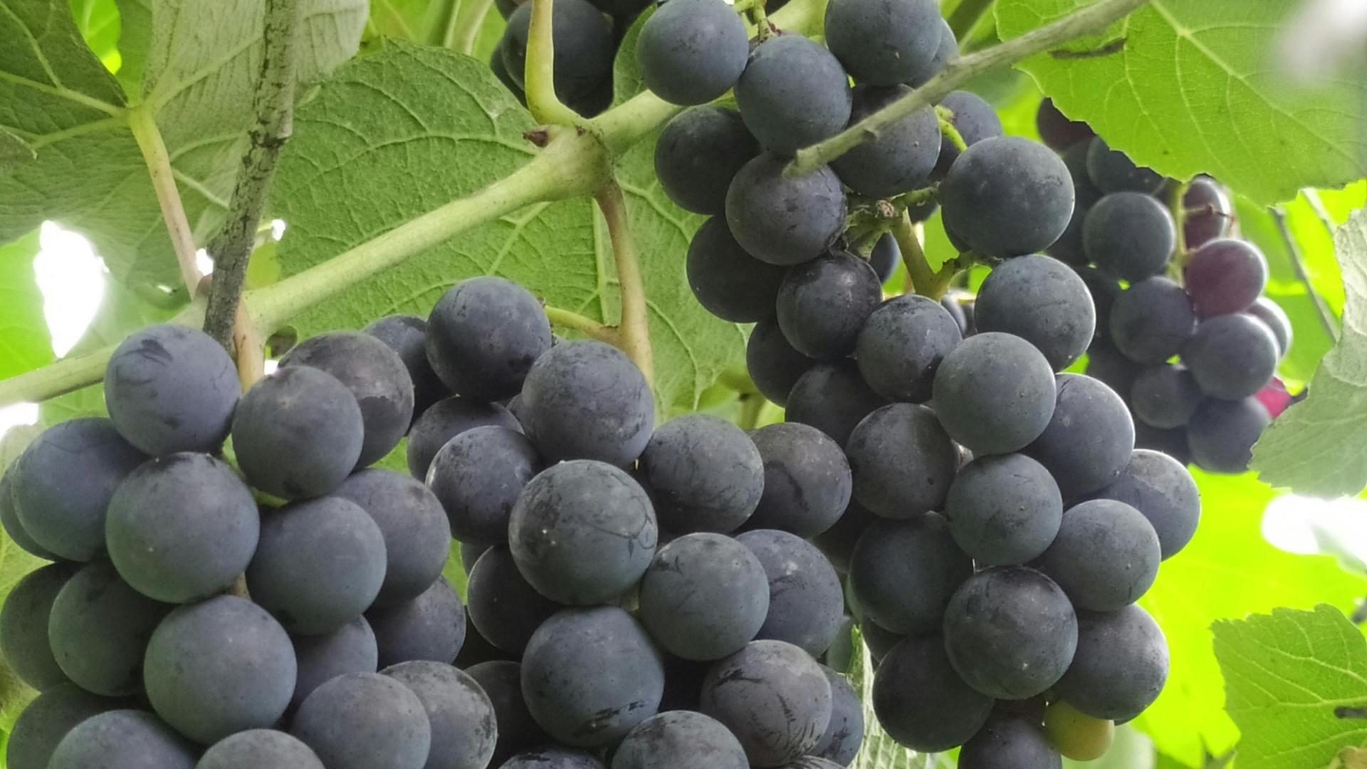 산길의 보랏빛 보물, 머루