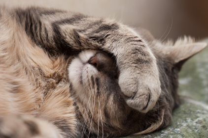 얼굴을 가리고 있는 고양이.