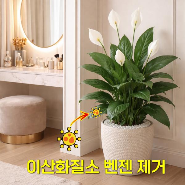 공기정화식물 추천 스파티필름