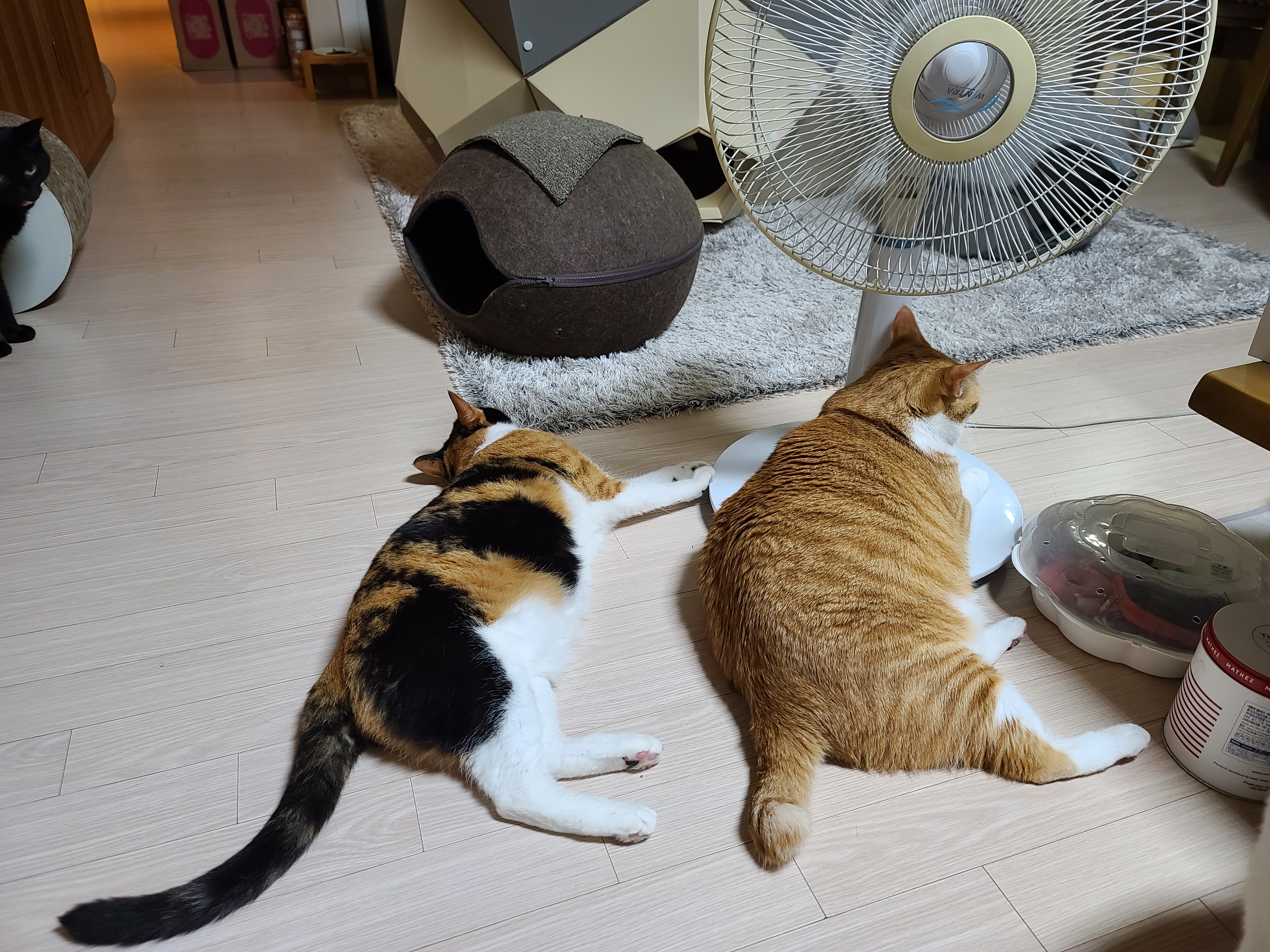 에어컨을 잠시 껐다...그랬더니 고양이들이....(눈치보는 집사)