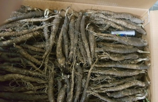 손질된 깐 더덕 이미지