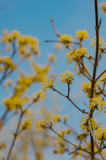 의성 산수유 축제