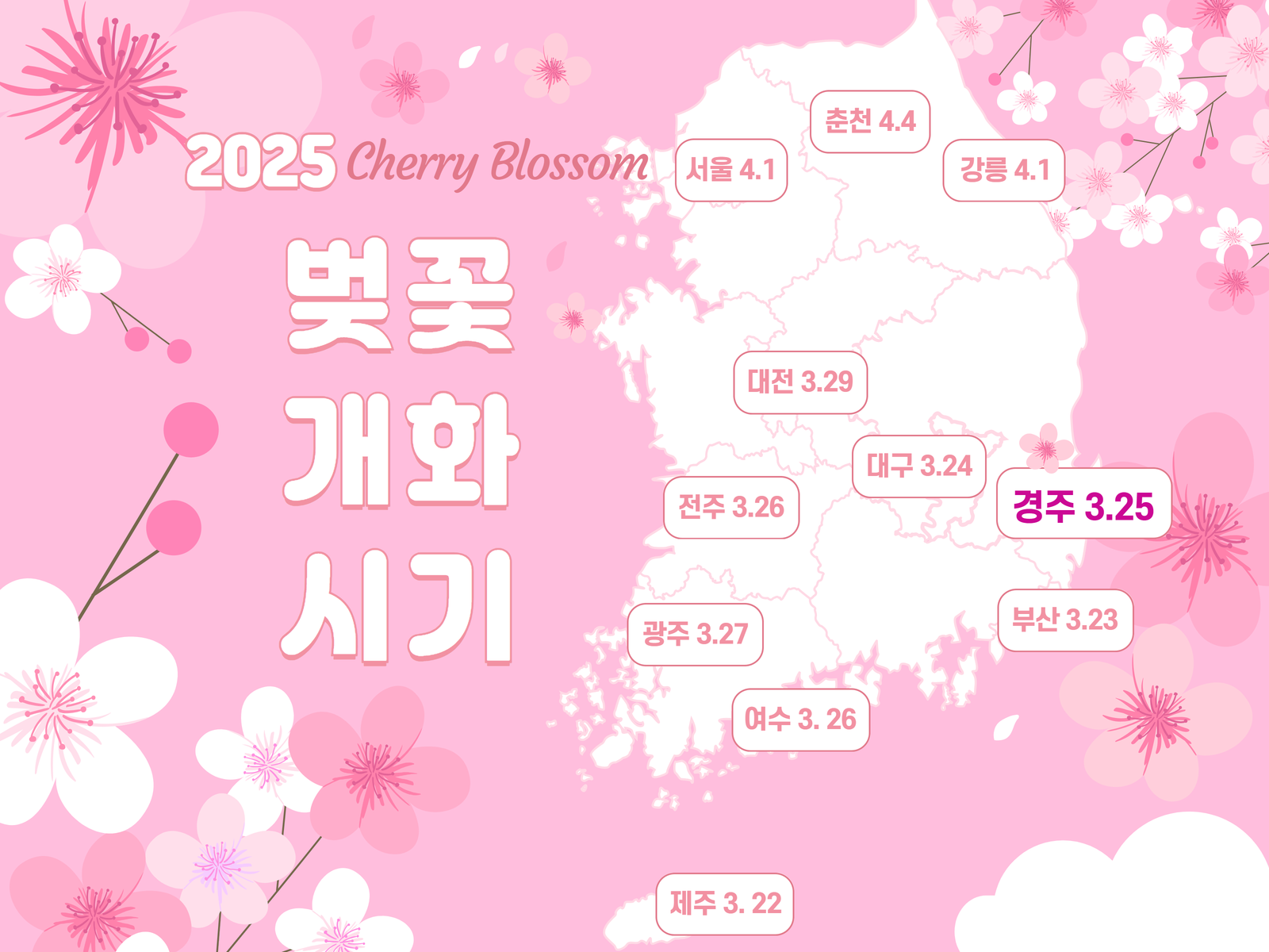 2025년 경주 벚꽃 개화시기