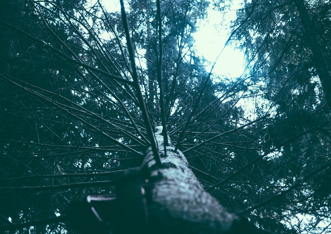Agarwood.