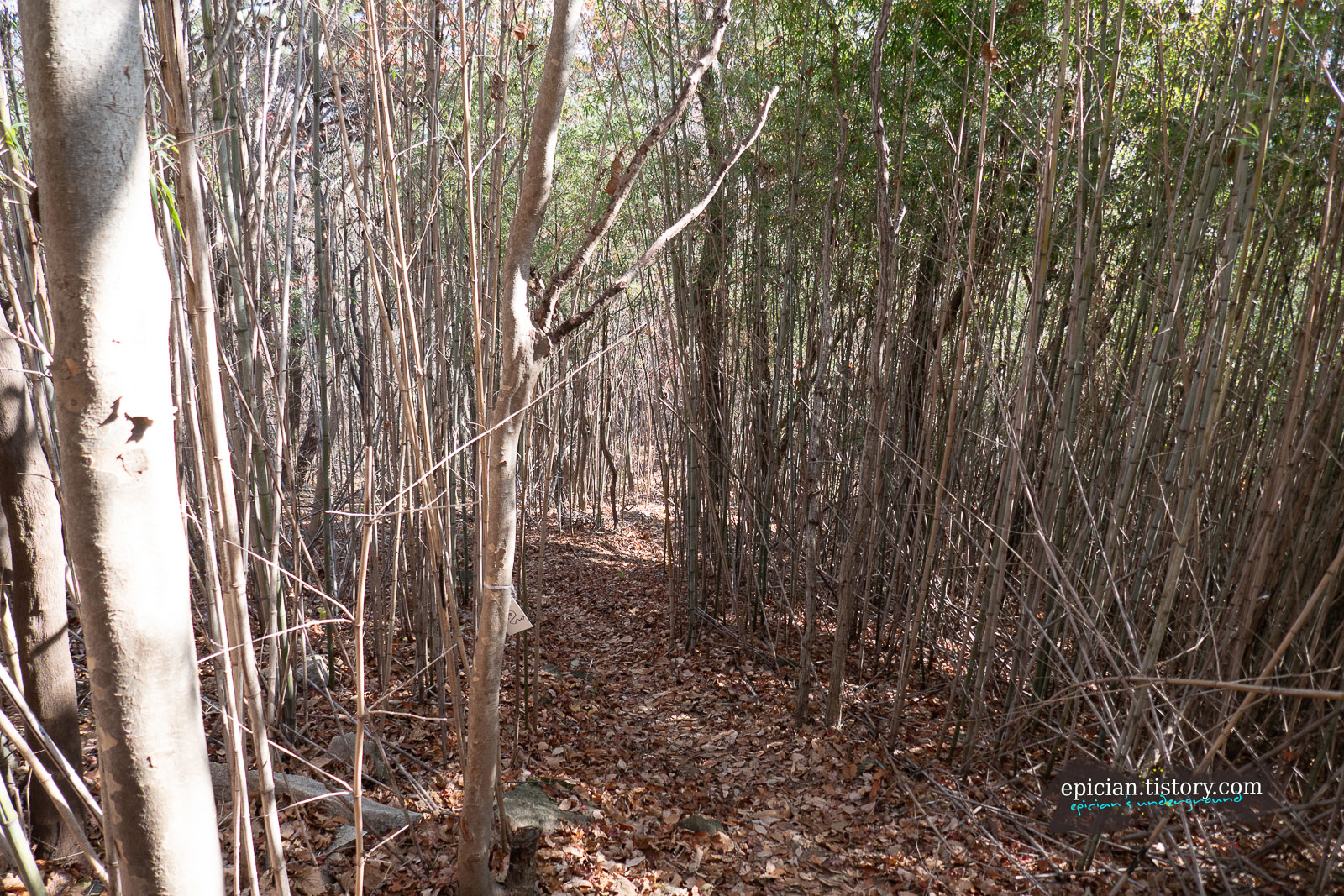 대나무 숲 사이로 난 오솔길