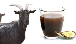 여자 흑염소 효능