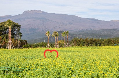휴애리 유채꽃축제