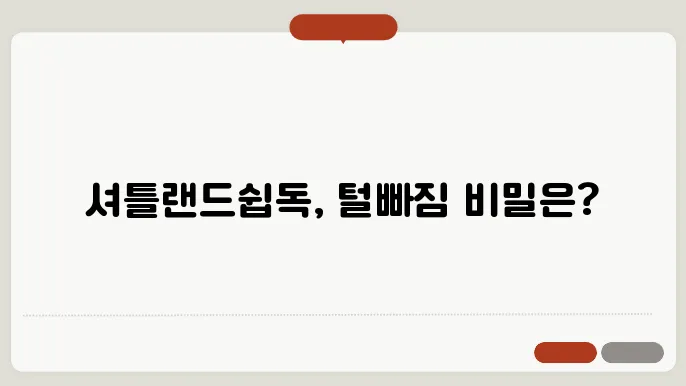 셔틀랜드쉽독 털빠짐 알아보기