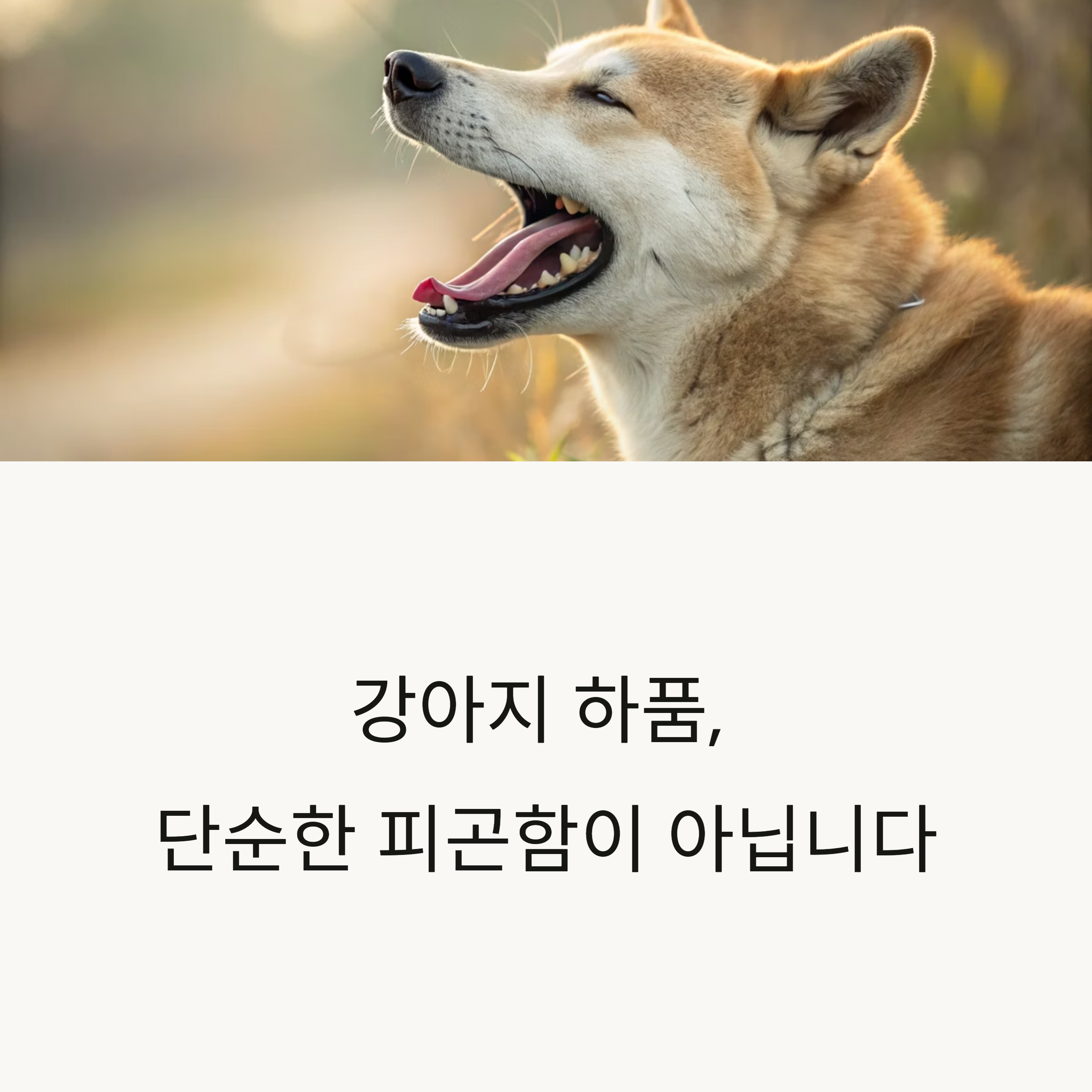 강아지 하품, 단순한 피곤함이 아닙니다.