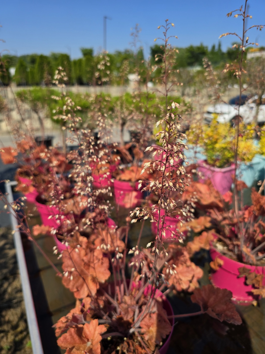 잎색깔이 너무예쁜 특이한 식물들이 많아요.