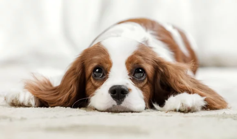 강아지/출처:어도비스톡