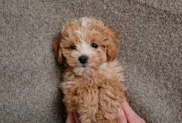 말티푸/출처:어도비스톡