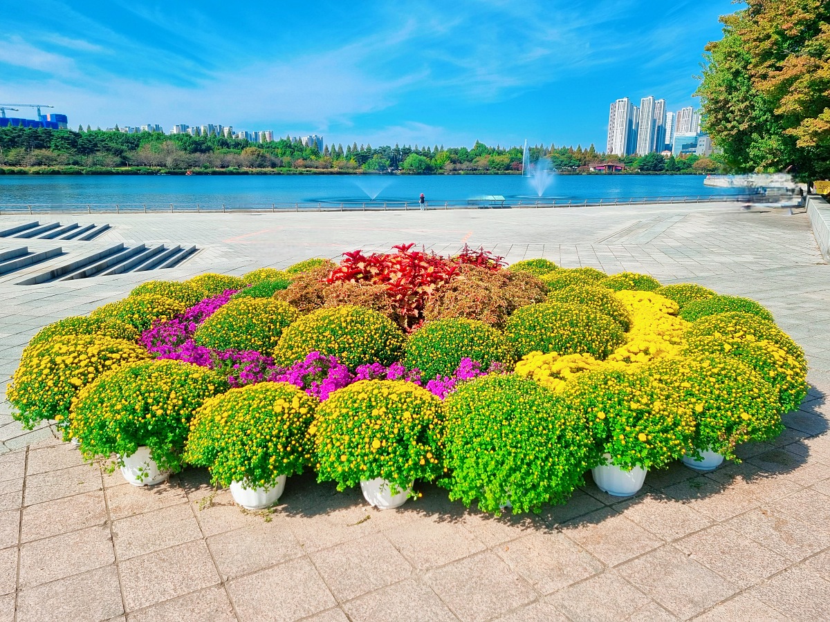 서울 근교 가을꽃 만발한, 경기도 고양시 강매석교공원 창릉천 코스모스축제