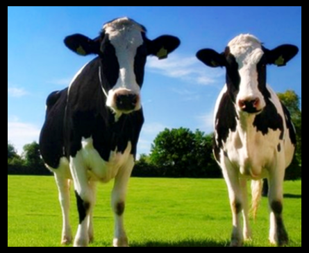 셀트리온 초유 단백질