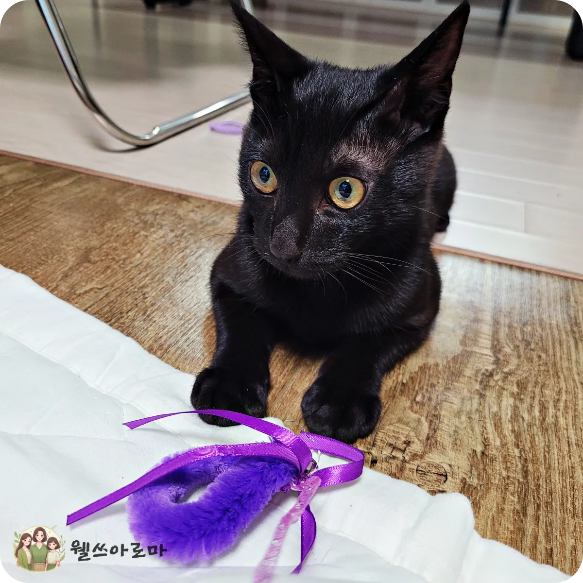 보라색-애벌레낚시대-까만고양이-후추