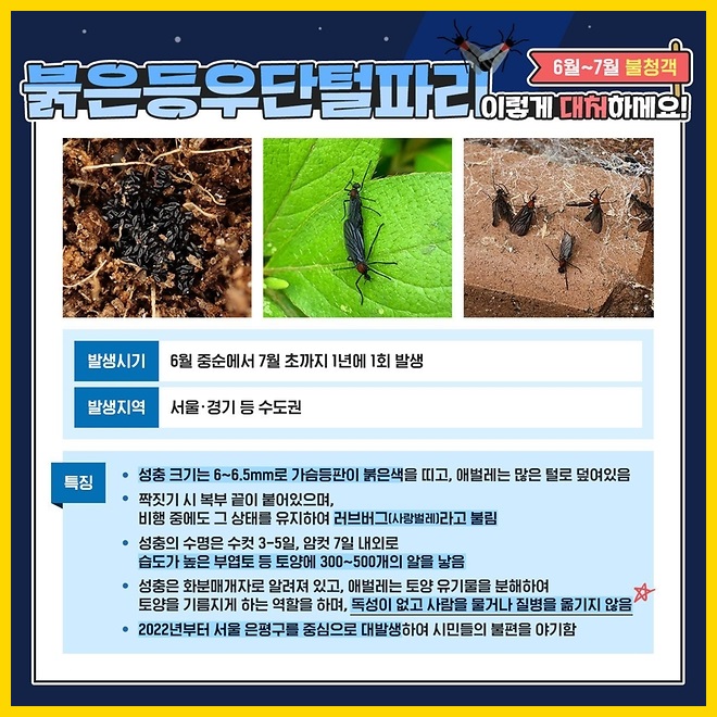 러브버그란? 붉은등우단털파리의 영향