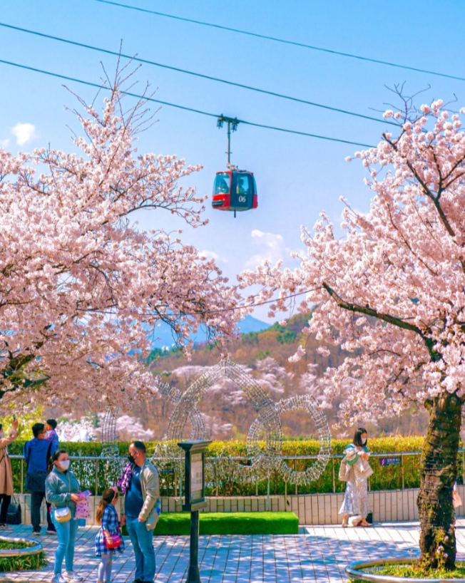대구 이월드 블라썸 피크닉 벚꽃 축제
