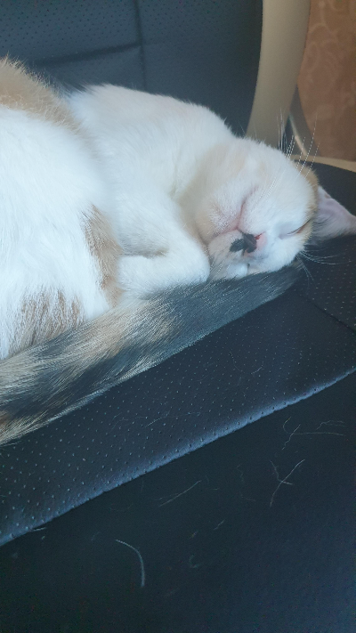 고양이 발톱 관리 방법, 집에서 안전하게 손질하는 요령