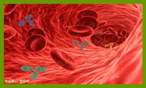 혈관 사진