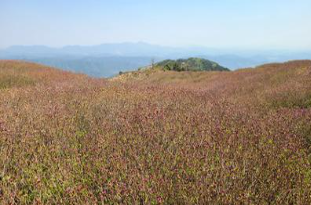 황매산 철쭉 개화상황