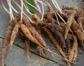 더덕 효능과 부작용 고르는법 칼로리 갱년기