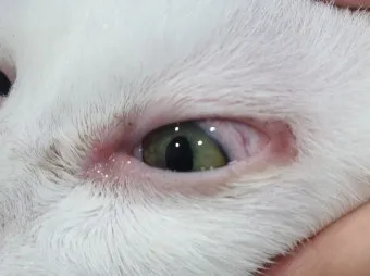 고양이 주요 눈 질환 7가지 증상 원인 치료법_2