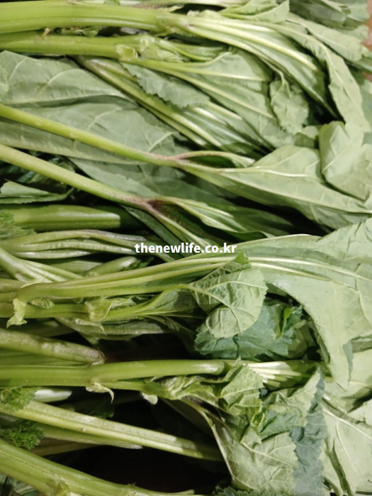 요리 전 껍질을 벗겨내야 질기지 않고 부드러운 식감을 낼 수 있는 아욱의 굵고 억센 줄기 부분 근접 실물 사진