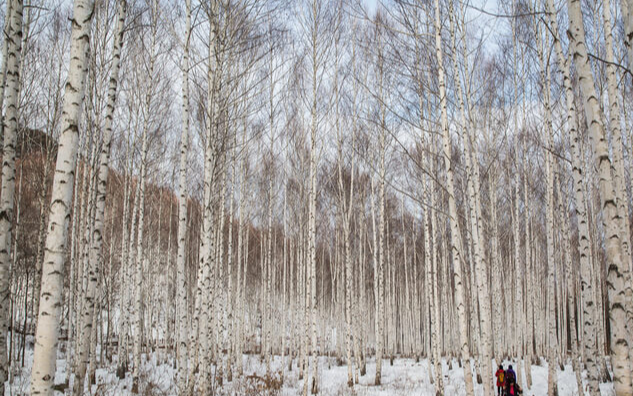 강원도 겨울 트레킹 추천 BEST 5 : 설경 걷기 좋은 길