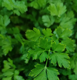 파슬리의 효능 부작용 먹는법 고르는법
