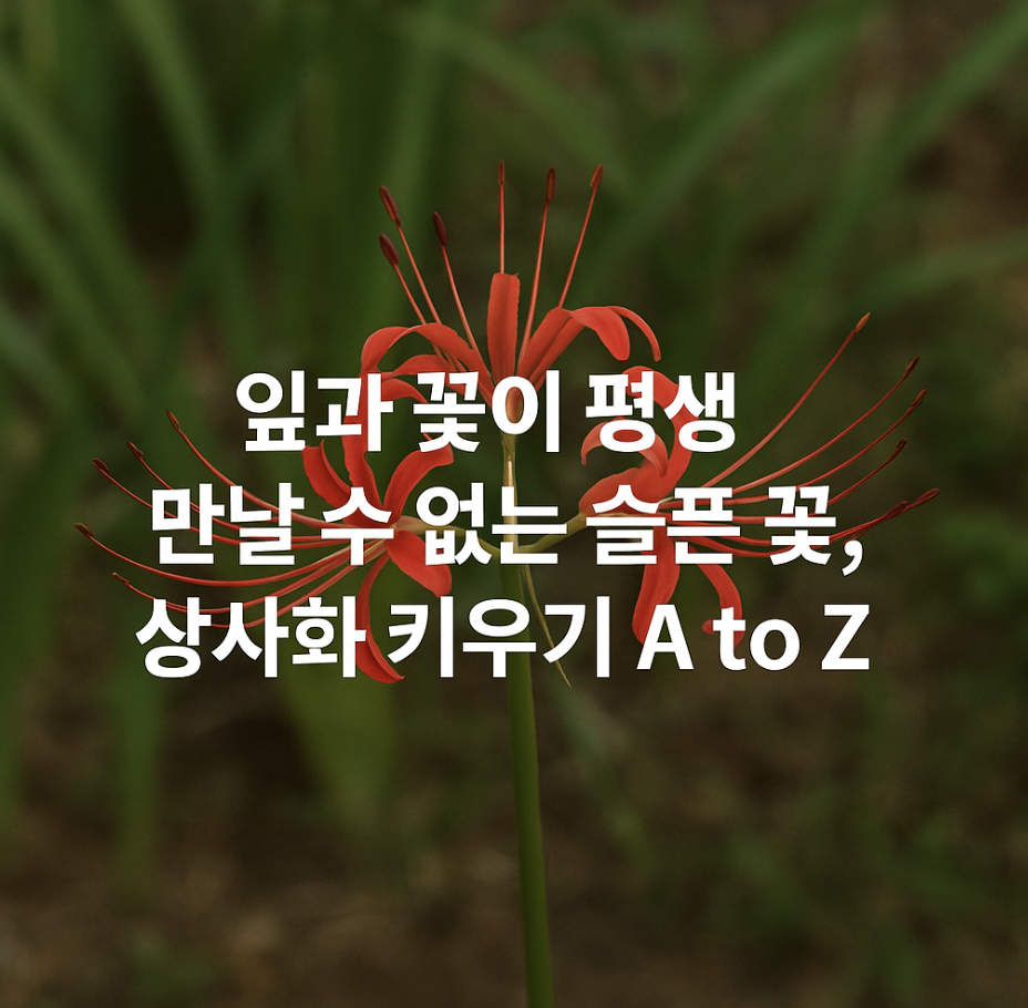 잎과 꽃이 평생 만날 수 없는 슬픈 꽃, 상사화 키우기 A to Z