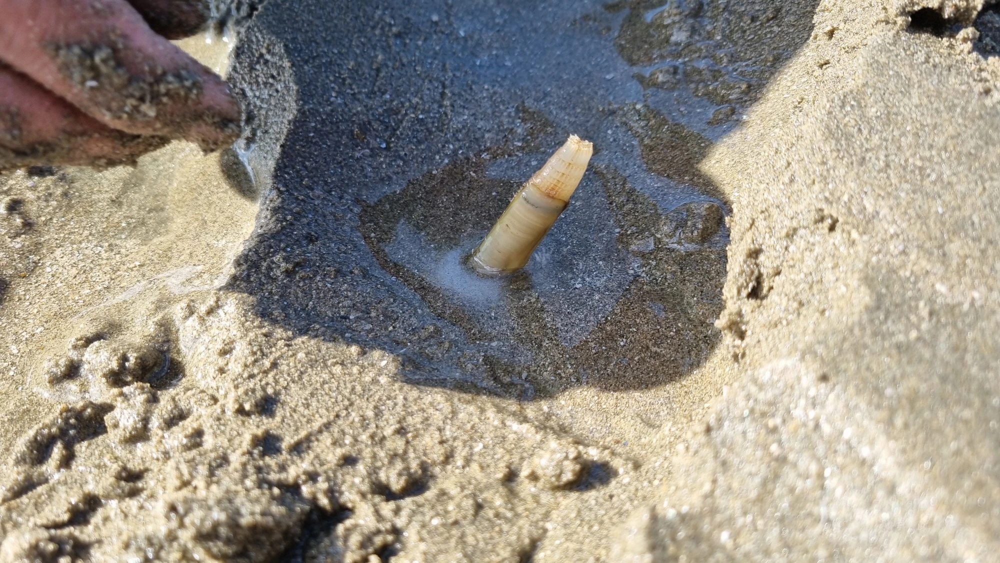 맛조개 나온 모습