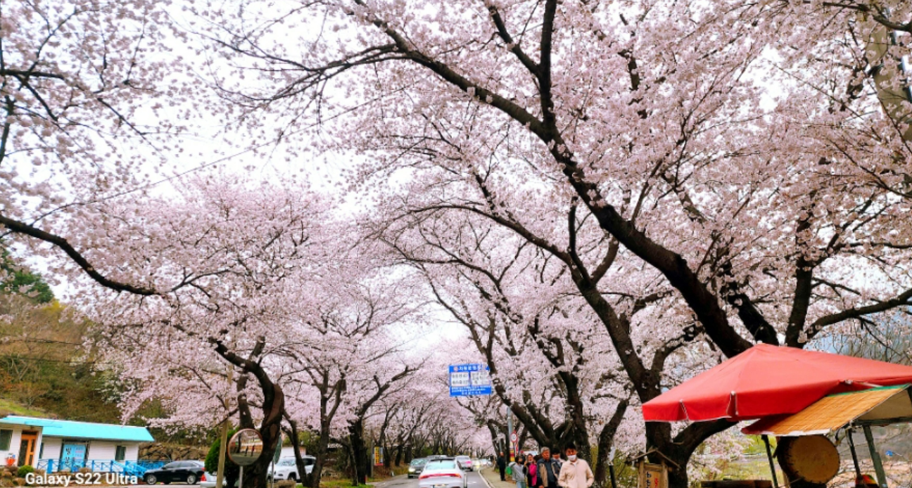 2026 벚나무류 벚꽃 개화시기 만개일 안내지도 