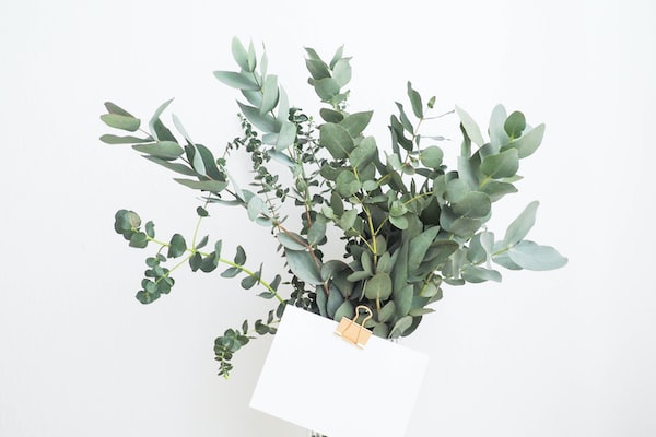 식물로 집안 분위기 바꾸기 위한 인테리어 팁 공유