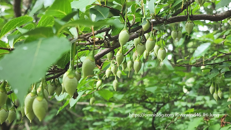 때죽나무,매마등 ,買麻藤),스노벨 트리 ,Snowbell tree. 열매