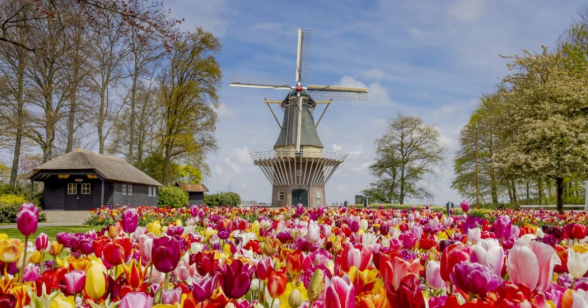 튤립 시즌을 현명하게 즐기기 위한 조언