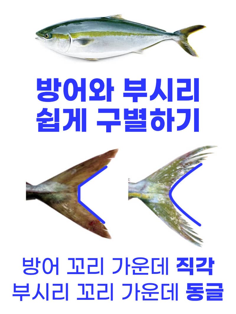 대방어제철 방어제철