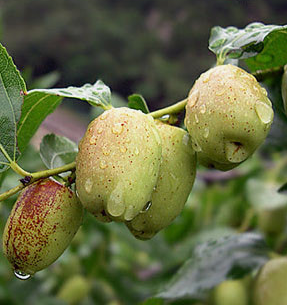 대추 효능과 부작용 고르는법 칼로리