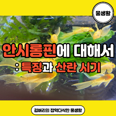 안시롱핀 안시 물고기