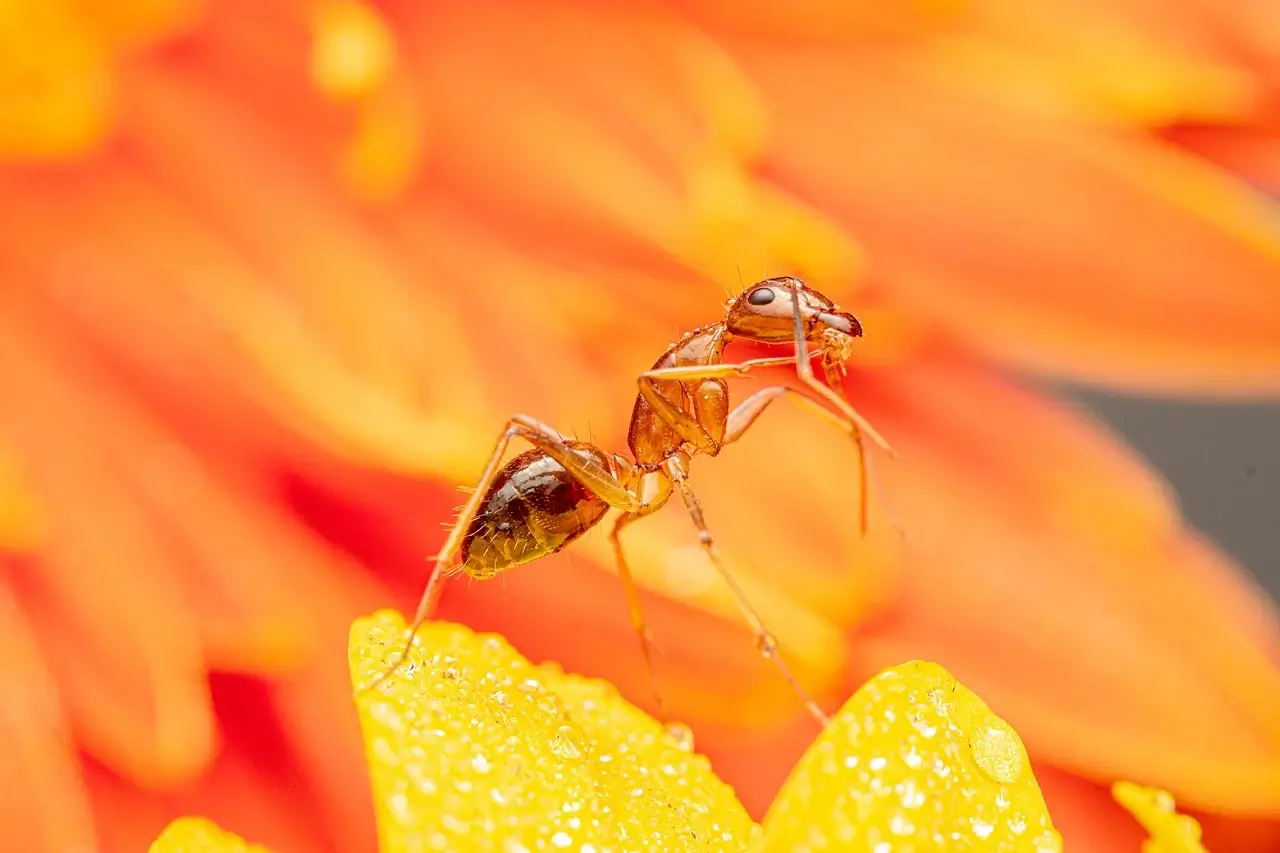 마이크로 네이션의 역사2