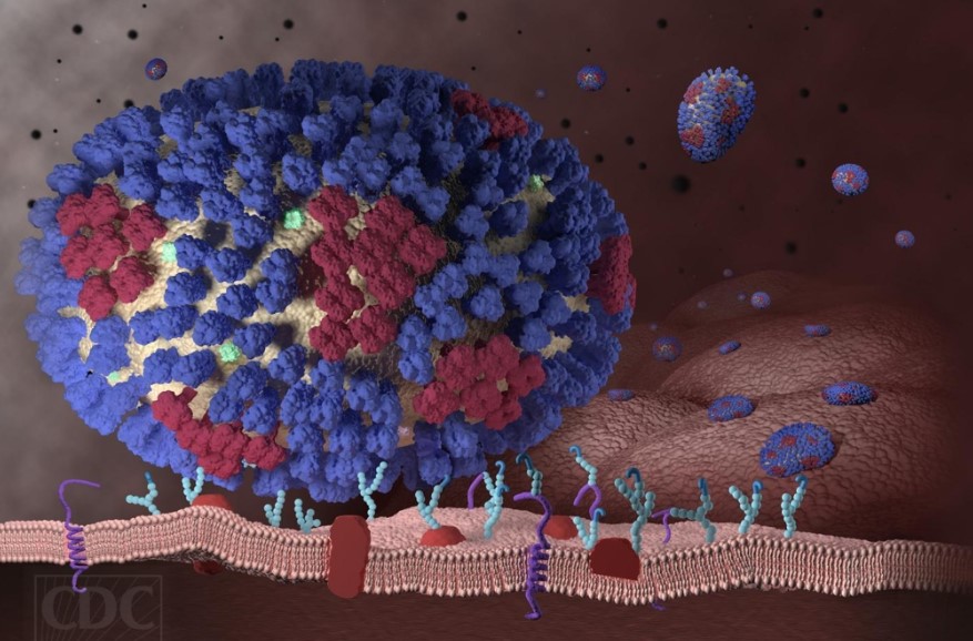 a형독감-a형독감예방-독감검사비용-독감검사