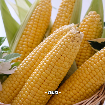 초당옥수수 부작용